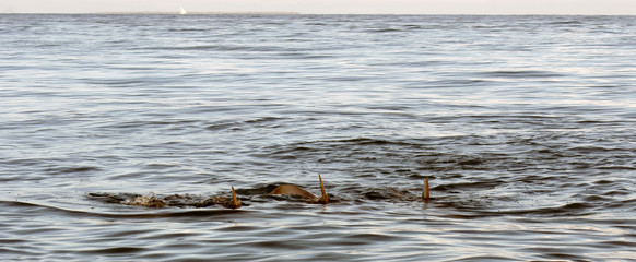 Delfinfamilie vor Sansibar