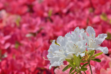 ツツジの花