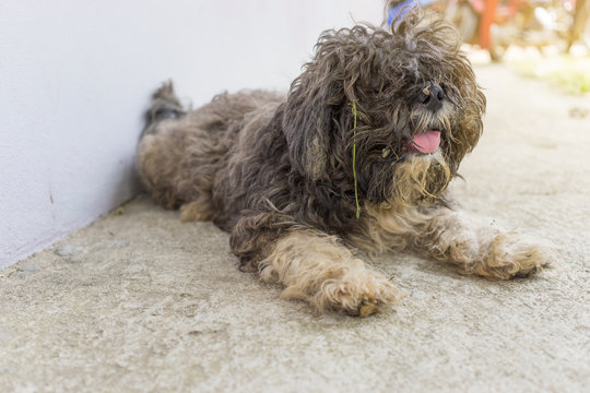The dog was neglected clean
