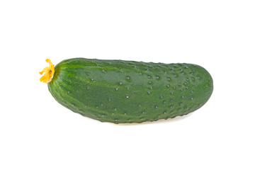 big green cucumber with yellow flower on a white background