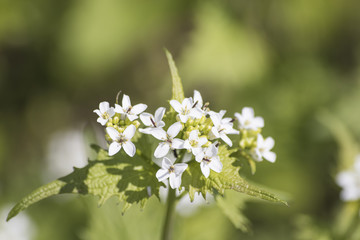 nettles in bloom with white flowers in a green background