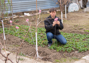 The man bends and ties the branches of the fruit tree in the suburban area