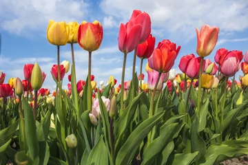 Crédence de cuisine en verre imprimé Tulipe Multicoloured tulip field and clouds in the blue sky. Yersekendam, Zeeland province, Netherlands.