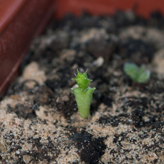 Small Huernia seedling growing in pot