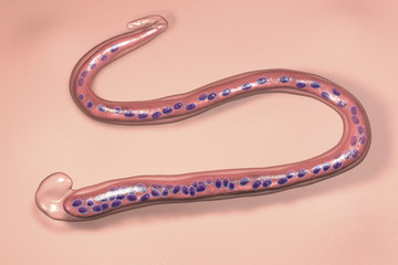 Wuchereria bancrofti, a roundworm nematode, one of the causative agents of lymphatic filariasis, 3D illustration showing presence of sheath around the worm and tail niclei non-extending to tip