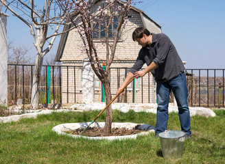 A man rakes the old foliage near a tree in a summer residence