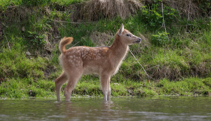 Milu Deer - Pere Davids