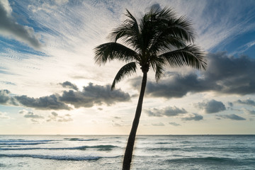 Palm silhouette on ocean background