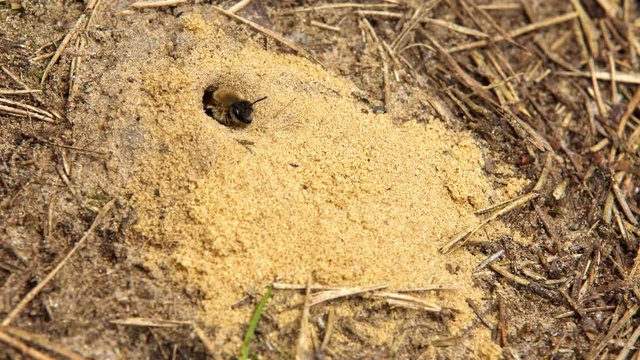 Hairy-Footed Flower Bee (Anthophora plumipes) leaks out the hole in sand