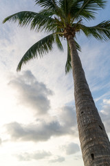 From below of palm in light