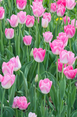 Fototapeta premium Triumph Dynasty tulips blooming in the park, beautiful pink-and-white spring garden flowers