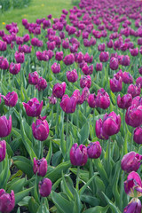 Purple tulip flowers blooming in spring park