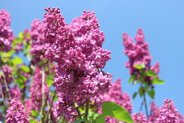 Blühender Flieder im Garten