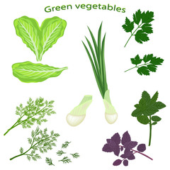 Green vegetables isolated on white background. Fresh basil, green onion, fresh dill, lettuce leaf, green parsley. Vector illustration of leaf vegetables.