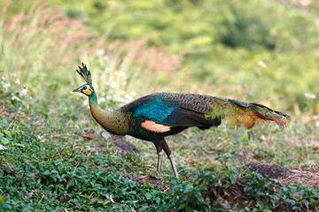 Obraz premium Wild female Green peafowl / peacock (Pavo muticus) in the nature (taken from Southeast Asia)