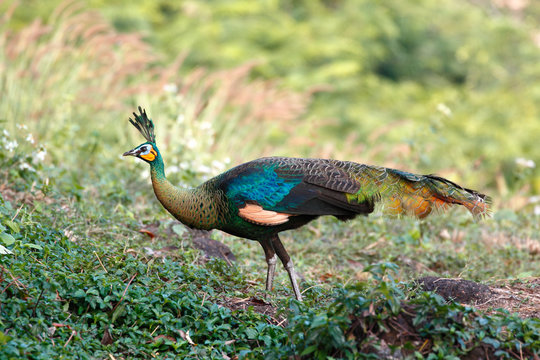 Wild female Green peafowl / peacock (Pavo muticus) in the nature (taken from Southeast Asia)