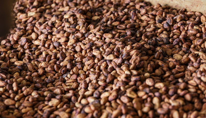 Cocoa Beans in Bin