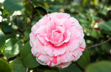 pink camellia flower alone