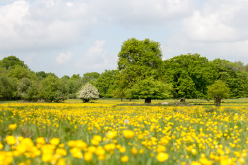 Field of buttercups in springs
