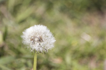 Taraxacum dandelion in flower