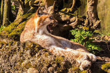 Der Luchs zeigt seine Zähne