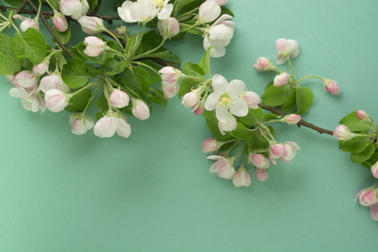 Fototapeta White flowers on a turquoise background. Spring blooming apple