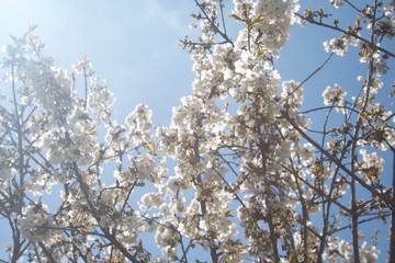 Beautiful cherry flowers on tree against blue sky. Springtime background with selective focus