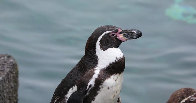 Close Up View Of A Humboldt Penguin