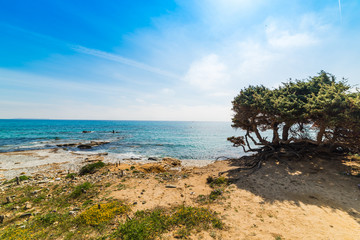 Fototapeta na wymiar Pine trees by the shore in Capo Carbonara