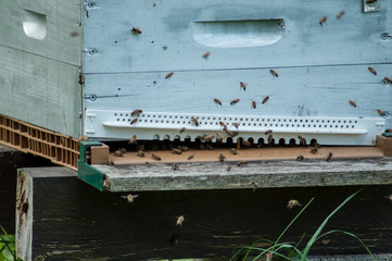 closeup of bees on wooden beehives