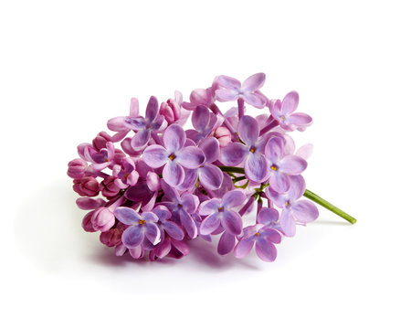 Fototapeta Purple lilac flower on white background