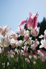 チューリップ