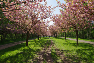 Fototapeta na wymiar view of cherry blossom trees 