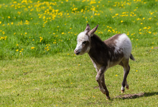 Laufender junger Eselhengst auf Frühlingsweide