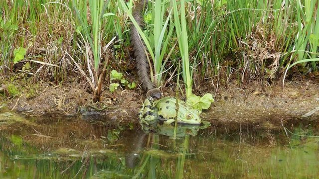 Ringelnatter frisst Frosch - Grass snake eats frog