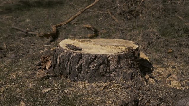Top view of a stump of the cut tree. 4K