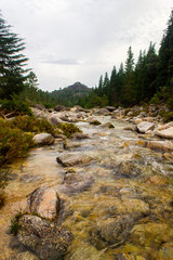 Shallow River in the Forest 2