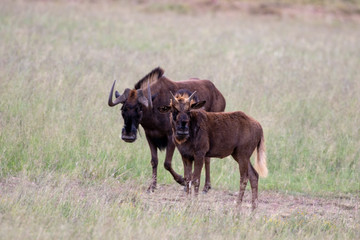 Black Wildebeest