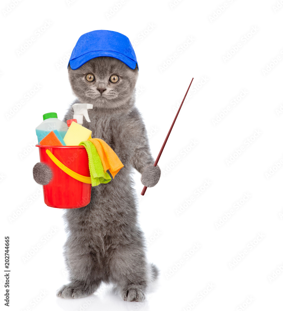 Poster cleaning concept. cat holds bucket with washing fluids and pointing stick. isolated on white backgro