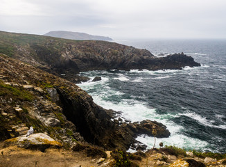 Seagull Contemplates the Island Shore