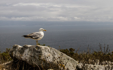 Fototapeta na wymiar Seagull on Rock