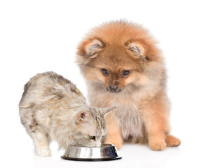 Spitz puppy and cat eating together. isolated on white background