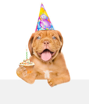 Happy puppy with birthday hat holding cake peeking from behind empty board. isolated on white background