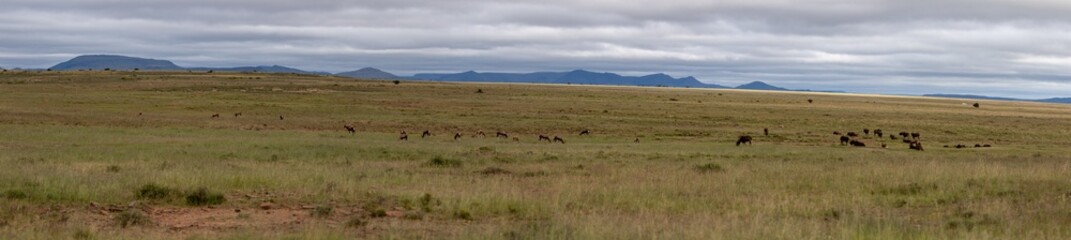 Fototapeta na wymiar Panorama in the Mountain Zebra National Park