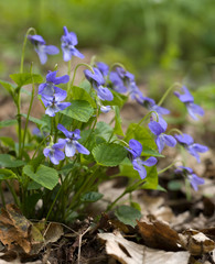 Kwitnący Fiołek leśny (Viola silvestris) w grądzie - obrazy, fototapety, plakaty