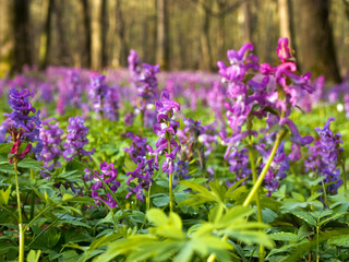 Kwitnąca Kokorycz (Corydalis) w podmokłych lasach