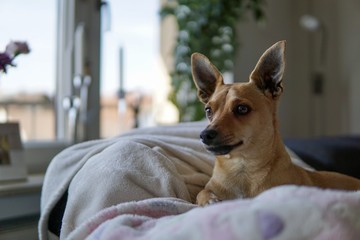 Portrait von braunem Zwergpinscher auf einer Decke