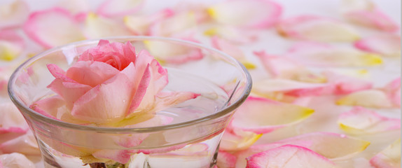 Pink Rose in a bowl of water and petals.