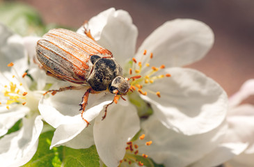 May beetle and blossoming apple. Spring closeup