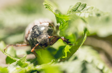 May beetle and a leaf of a fern. Spring closeup